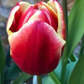 Armani Tulip (Tulipa Armani) Img 1
